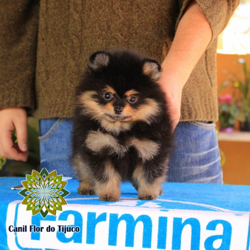 Lulu da Pomerânia Preto Fêmea Vila Cordeiro - Lulu da Pomerânia Preto Micro