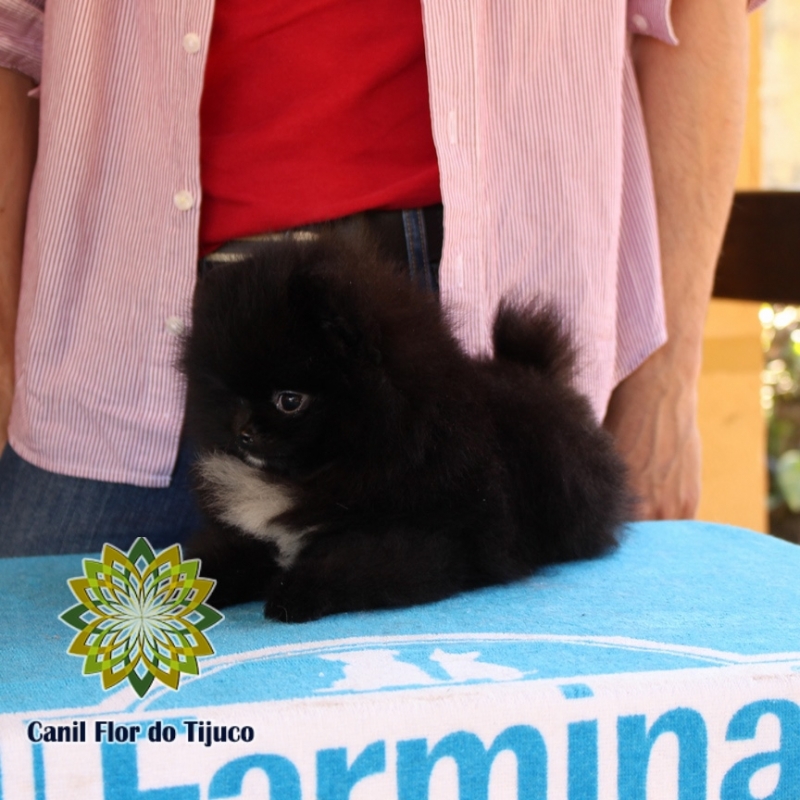 Lulu da Pomerânia Preto Filhote Trindade do Sul - Lulu da Pomerânia Preto Micro