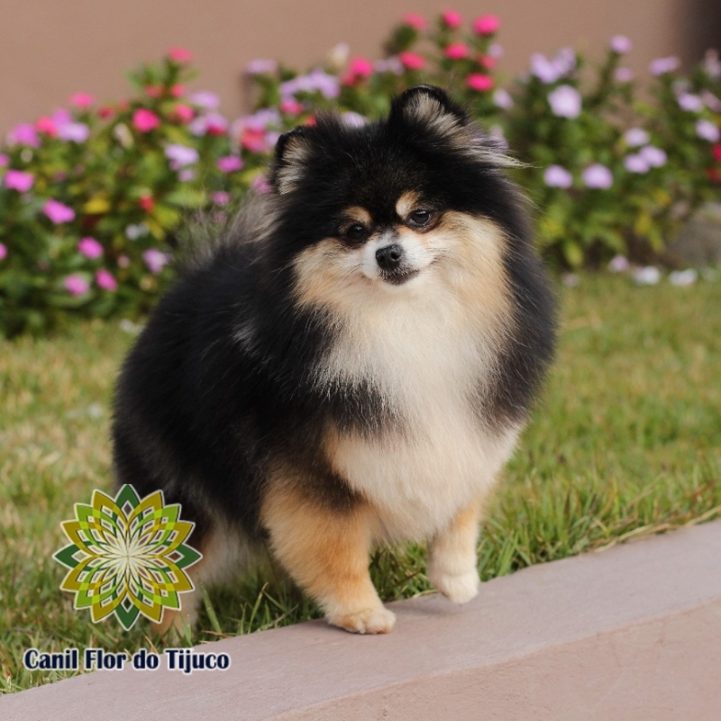 Lulu da Pomerânia Preto Macho Orçamento Campo de Julio - Lulu da Pomerânia Preto Micro