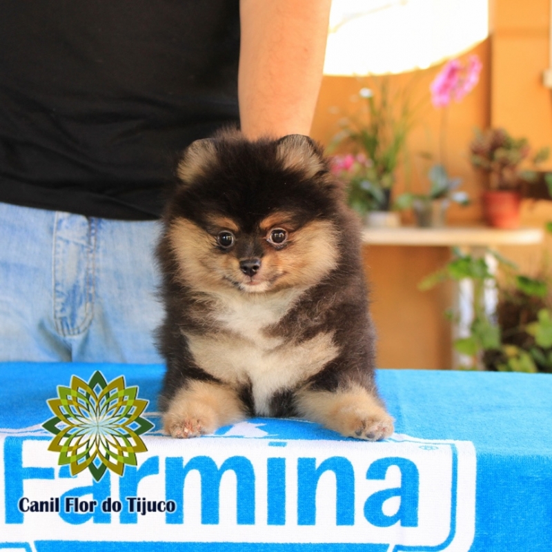 Lulu da Pomerânia Preto Macho Aquidauana - Lulu da Pomerânia Preto Micro