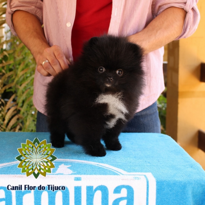 Lulu da Pomerânia Preto Micro Ametista do Sul - Lulu da Pomerânia Preto Micro