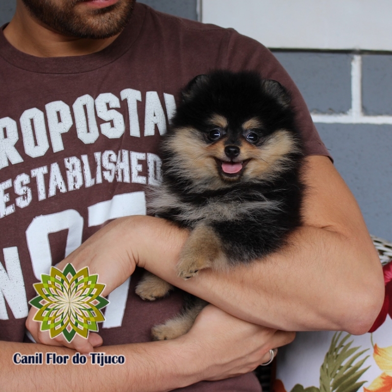 Lulu da Pomerânia Preto Mini Lagarto - Lulu da Pomerânia Preto e Branco