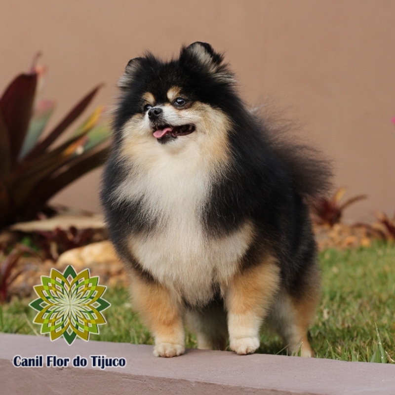 Lulu da Pomerânia Preto Pequeno Orçamento São Borja - Lulu da Pomerânia Preto Anão