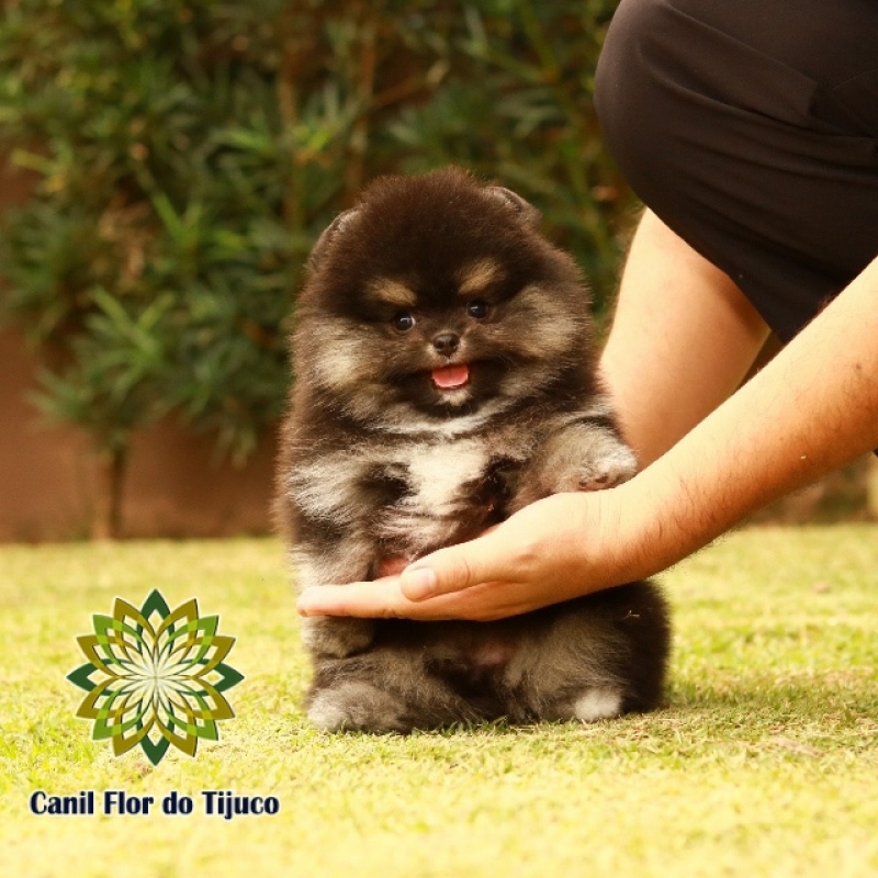 Lulu da Pomerânia Preto Pequeno Vila Cordeiro - Lulu da Pomerânia Preto Micro