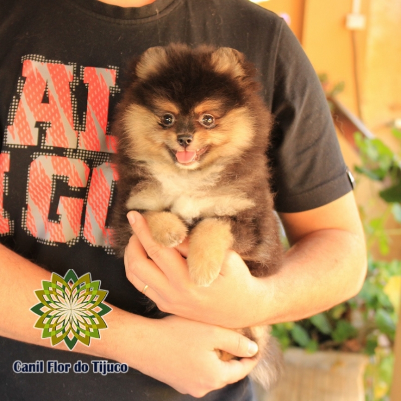 Lulu da Pomerânia Preto União da Vitória - Lulu da Pomerânia Preto e Branco