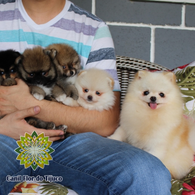 Onde Comprar Canil Spitz Alemão Filhote Jequitinhonha - Canil Spitz Alemão Macho