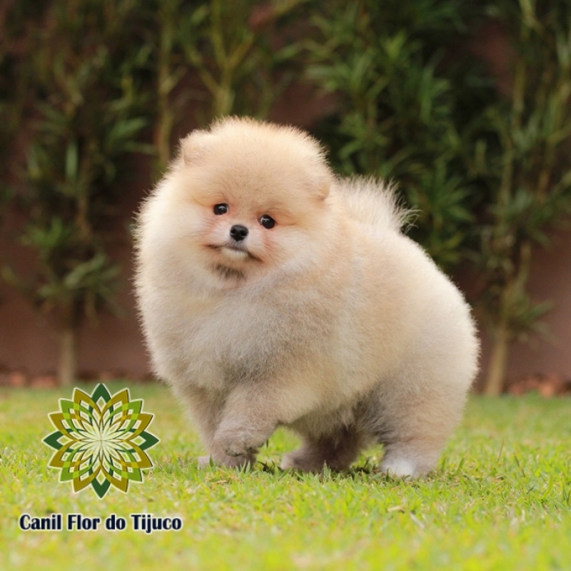 Onde Comprar Canil Spitz Alemão Laranja Vila Cordeiro - Canil Spitz Alemão Filhote