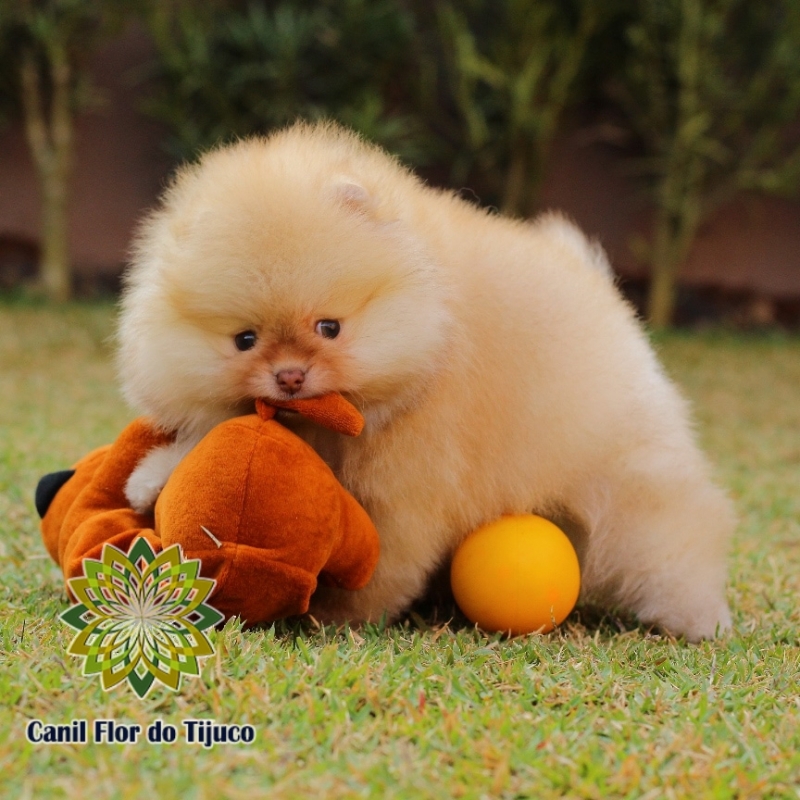 Onde Comprar Canil Spitz Alemão Macho Caicó - Canil Spitz Alemão Anão