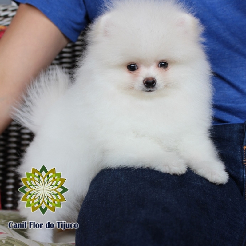 Onde Comprar Lulu da Pomerânia Branco e Preto Juazeiro do Norte - Lulu da Pomerânia Branco Fêmea