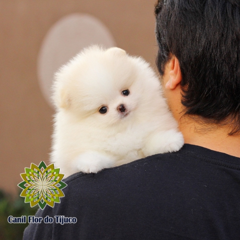 Onde Comprar Lulu da Pomerânia Branco Fêmea Aquidauana - Lulu da Pomerânia Branco Mini