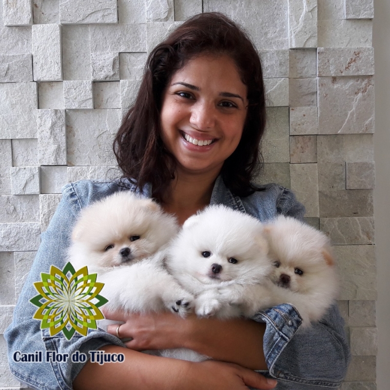 Onde Compro Lulu da Pomerânia Mini Creme São Paulo de Olivença - Lulu da Pomerânia Mini Fêmea