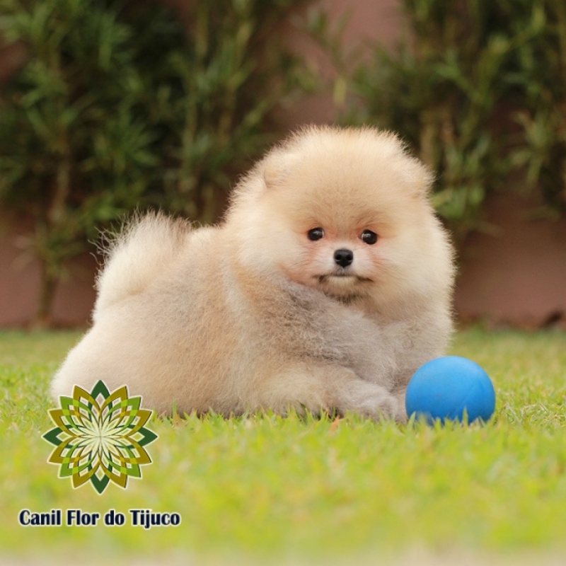 Onde Compro Spitz Alemão Cores Laranja Juara - Spitz Alemão Laranja Filhote Macho