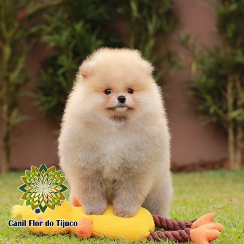 Onde Compro Spitz Alemão Laranja Anão Careiro - Spitz Alemão Laranja Filhote