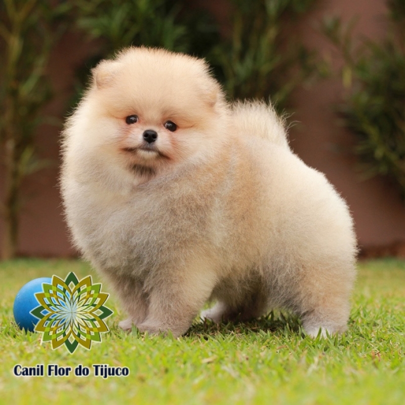 Onde Compro Spitz Alemão Laranja Filhote Parque Vila Prudente - Spitz Alemão Laranja Sable