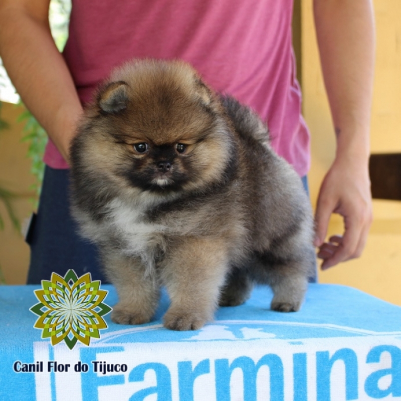 Onde Compro Spitz Alemão Laranja Sable José Bonifácio - Spitz Alemão Laranja