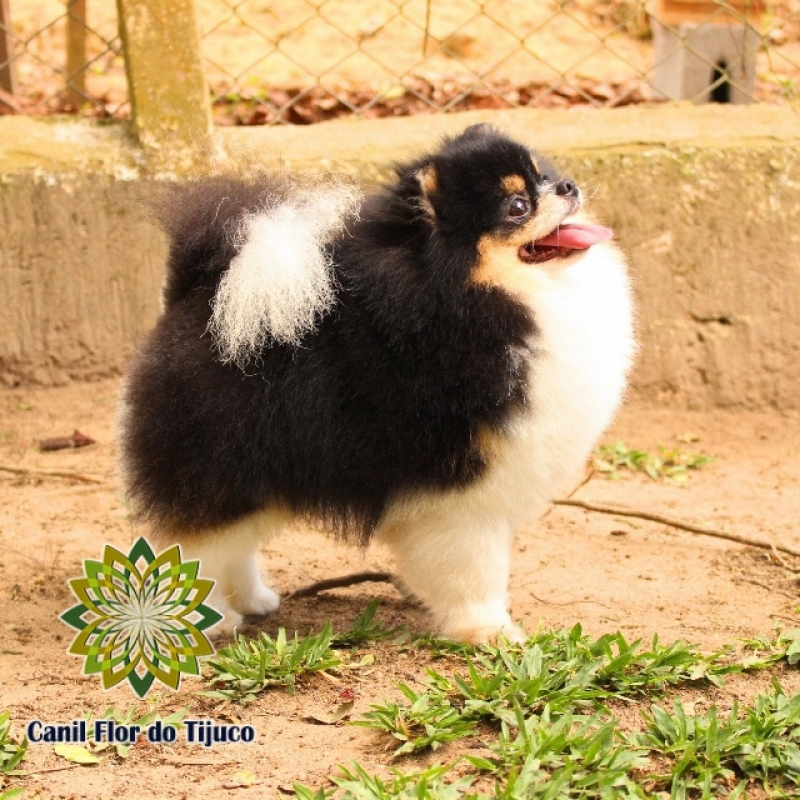 Onde Encontrar Lulu da Pomerânia Mini Adulto Barra de São Francisco - Lulu da Pomerânia Mini Preto