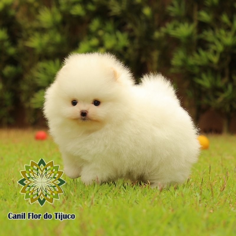 Onde Encontrar Lulu da Pomerânia Mini Branco Caieras - Lulu da Pomerânia Mini Creme