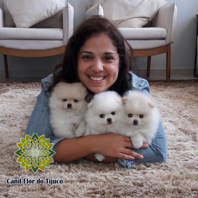 Onde Encontrar Lulu da Pomerânia Mini Creme Taguatinga - Lulu da Pomerânia Mini Branco