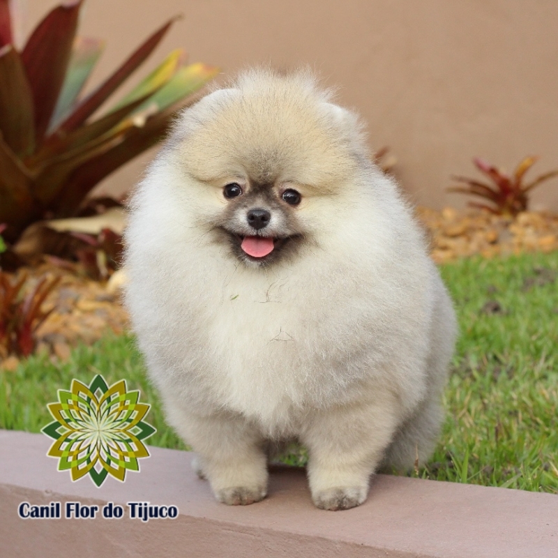 Onde Encontrar Lulu da Pomerânia Mini Fêmea Tefé - Lulu da Pomerânia Mini Branco