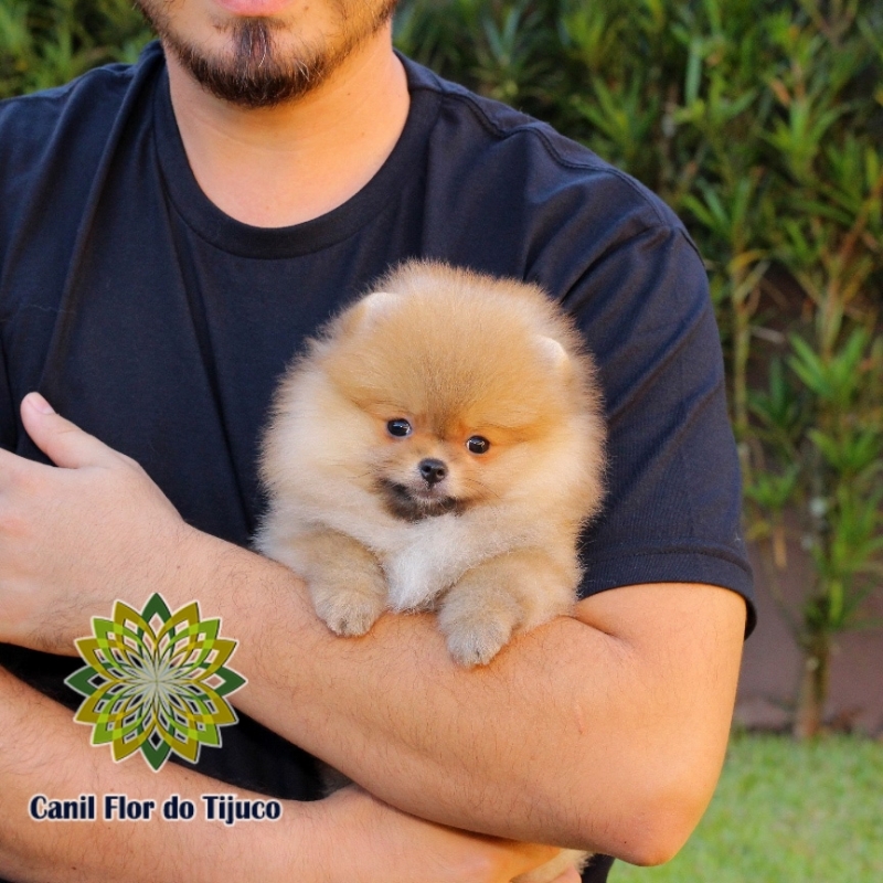 Onde Encontrar Lulu da Pomerânia Mini Laranja Piracicaba - Lulu da Pomerânia Mini Chocolate