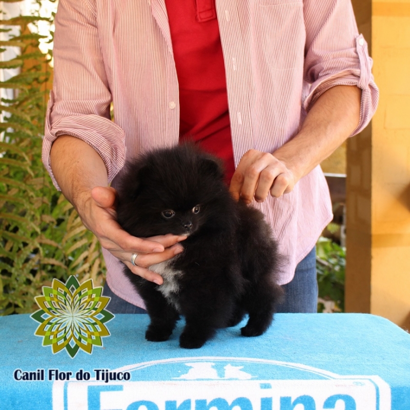 Onde Encontrar Lulu da Pomerânia Mini Preto Ilhéus - Lulu da Pomerânia Mini Fêmea