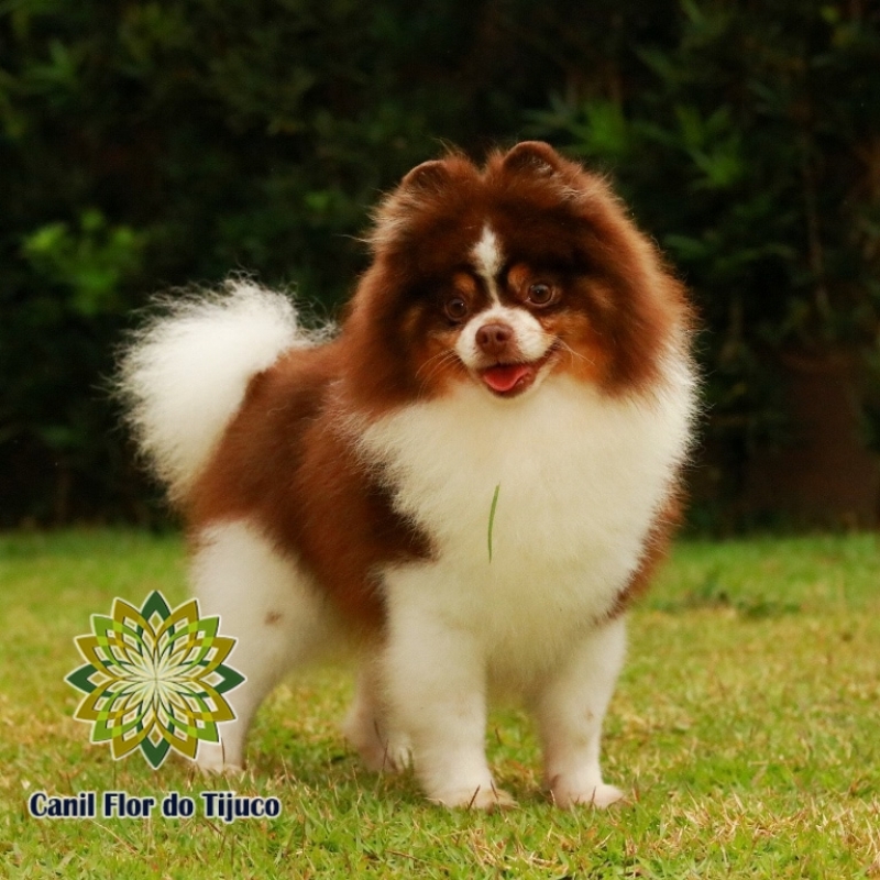 Onde Encontro Lulu da Pomerânia Chocolate Adulto Água Boa - Lulu da Pomerânia Chocolate e Branco