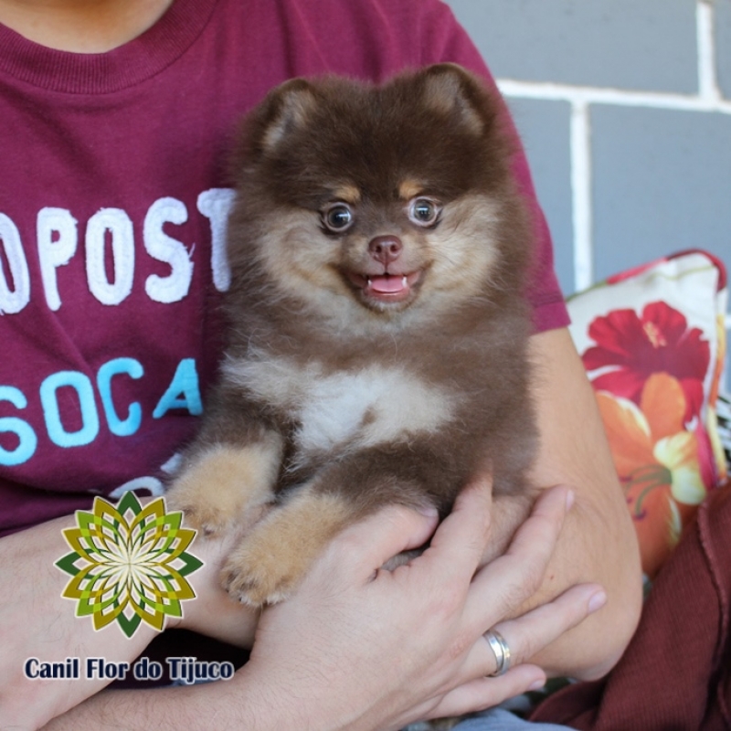 Onde Encontro Lulu da Pomerânia Chocolate Anão Canarana - Lulu da Pomerânia Chocolate Peludo