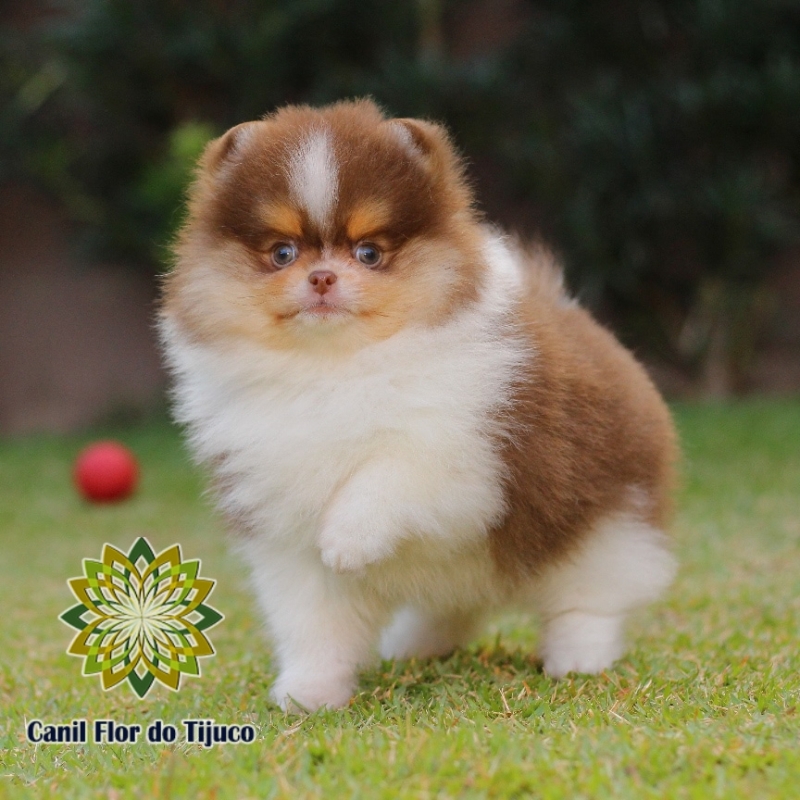 Onde Encontro Lulu da Pomerânia Chocolate e Branco Bujari - Lulu da Pomerânia Chocolate Filhote