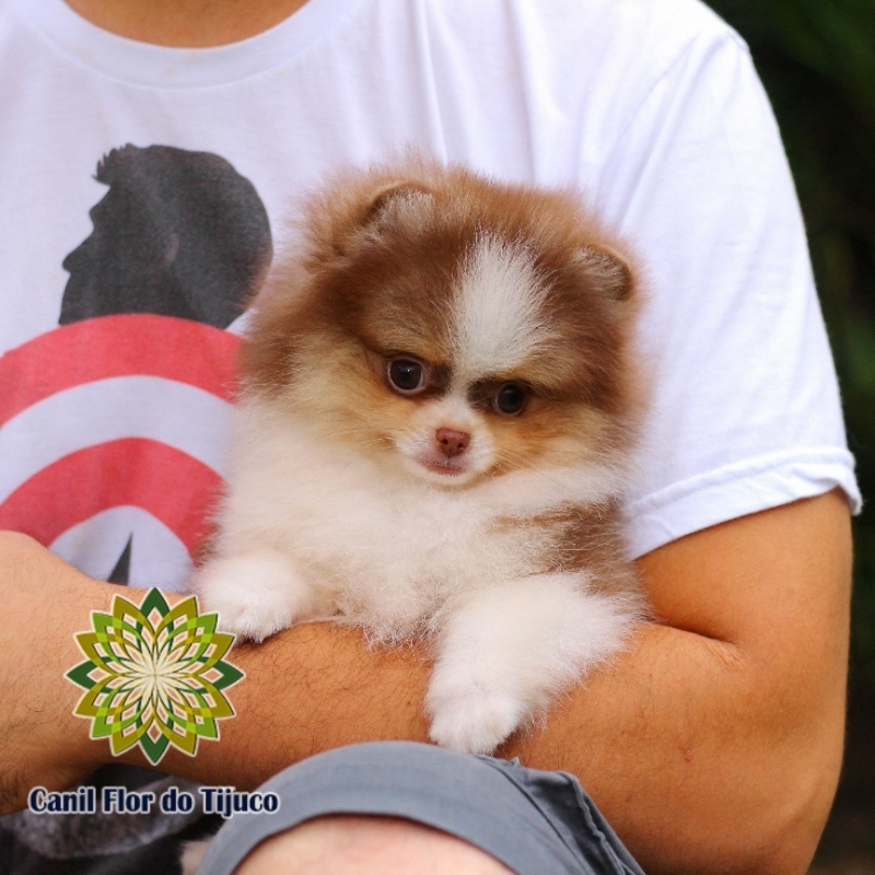 Onde Encontro Lulu da Pomerânia Chocolate Filhote Carazinho - Lulu da Pomerânia Chocolate Micro