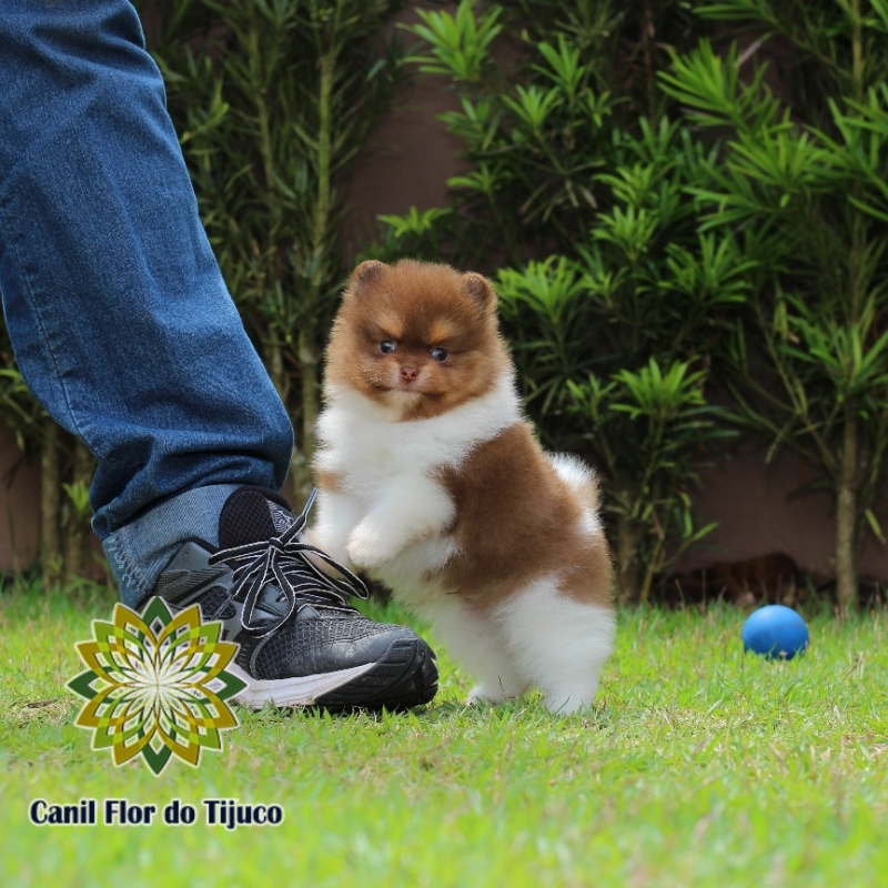 Onde Encontro Lulu da Pomerânia Chocolate Macho Leblon - Lulu da Pomerânia Chocolate Micro