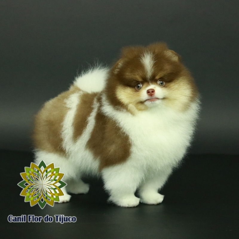 Onde Encontro Lulu da Pomerânia Chocolate Mini Autazes - Lulu da Pomerânia Chocolate e Branco