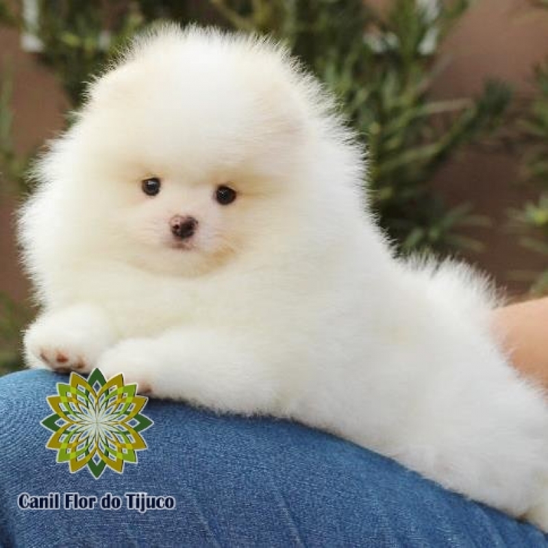 Onde Encontro Spitz Alemão Fêmea Branca Flamengo - Spitz Alemão Fêmea Laranja