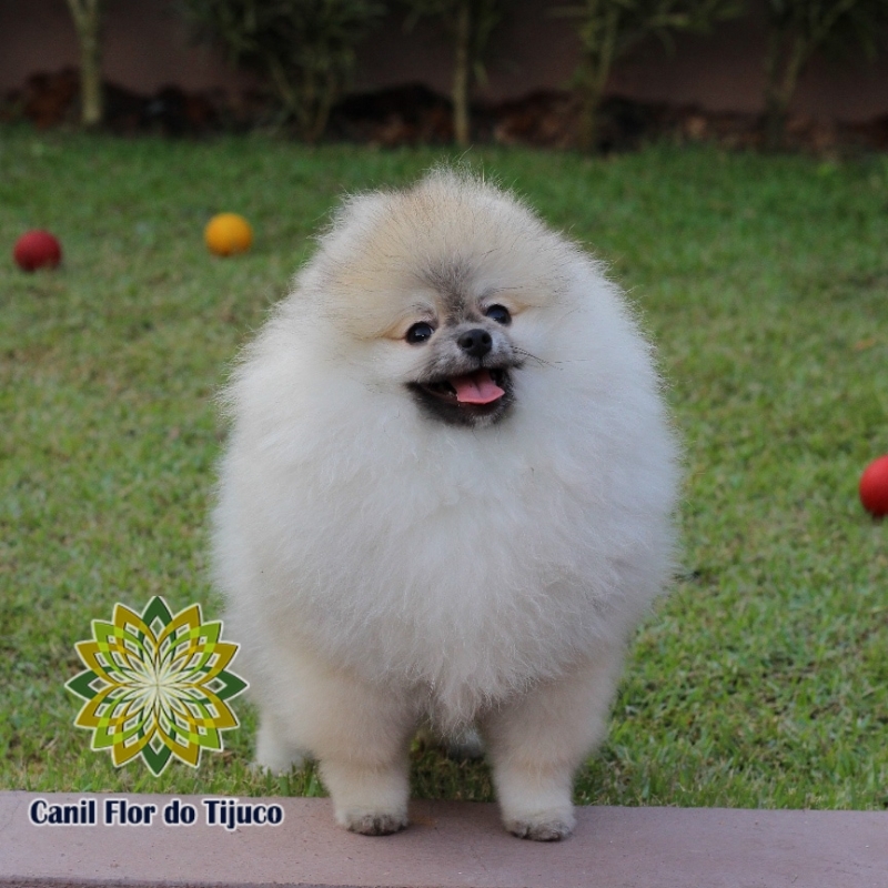 Onde Encontro Spitz Alemão Fêmea Laranja Lagoa - Spitz Alemão Fêmea Filhote