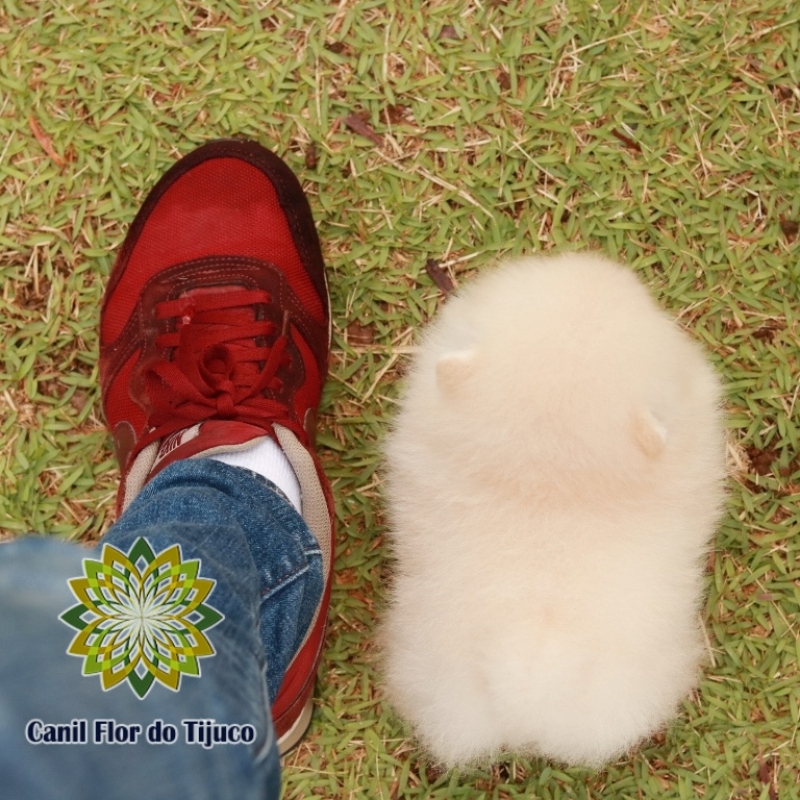 Onde Encontro Spitz Alemão Fêmea Mini Vila Pavão - Spitz Alemão Fêmea Filhote