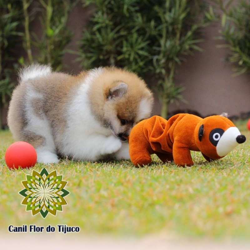 Onde Encontro Spitz Alemão Fêmea Nova Boa Vista - Spitz Alemão Fêmea Branca