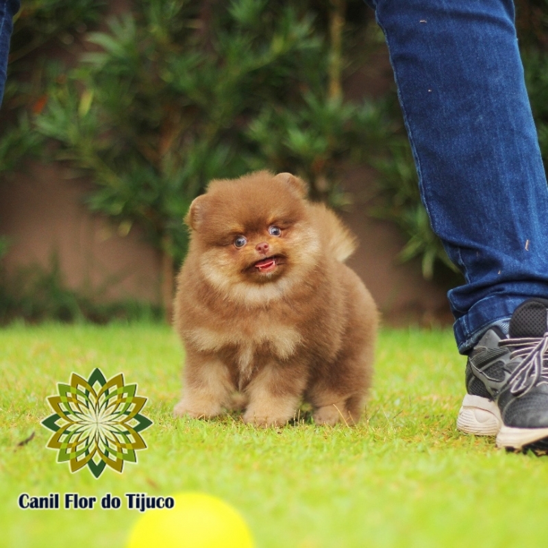 Onde Tem Lulu da Pomerânia Chocolate Anão Pirapetinga - Lulu da Pomerânia Chocolate e Branco