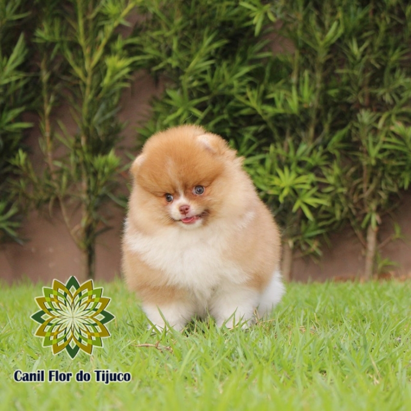 Onde Tem Lulu da Pomerânia Chocolate e Branco ITAIPULANDIA - Lulu da Pomerânia Chocolate Micro