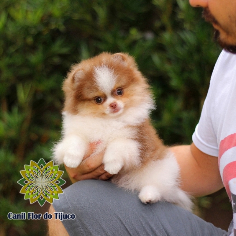 Onde Tem Lulu da Pomerânia Chocolate Macho Juara - Lulu da Pomerânia Chocolate Fêmea