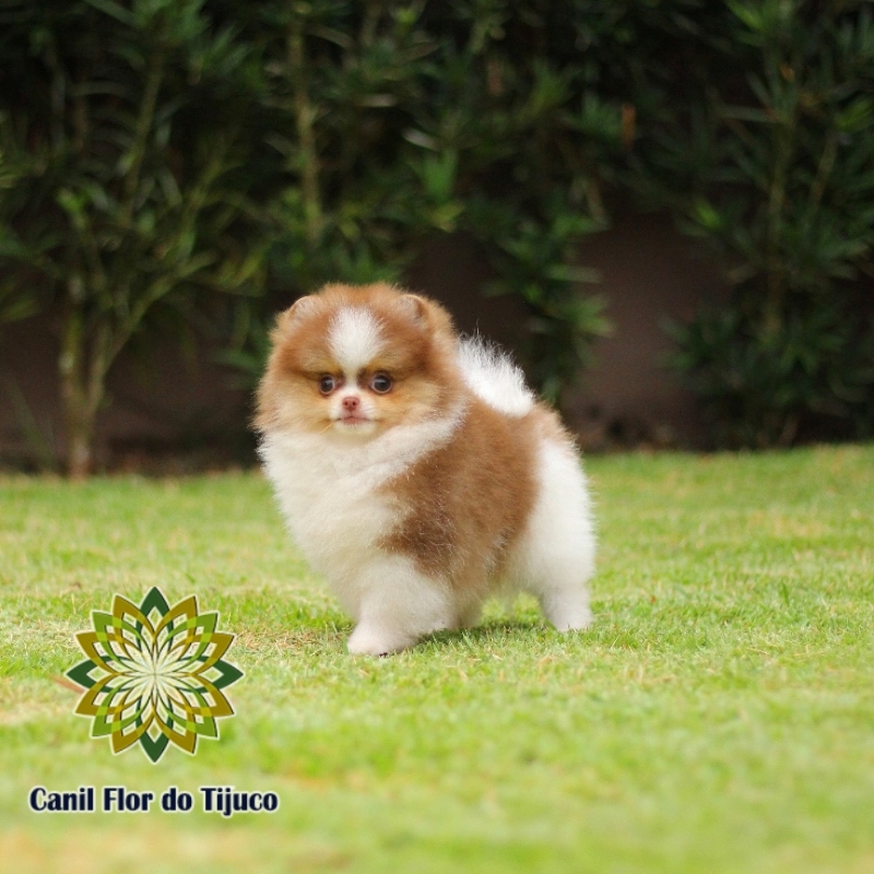 Onde Tem Lulu da Pomerânia Chocolate Mini São Miguel dos Campos - Lulu da Pomerânia Chocolate Filhote