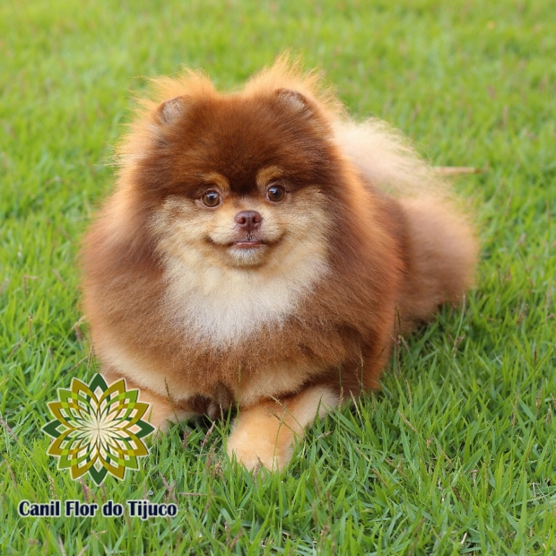 Onde Tem Lulu da Pomerânia Chocolate Peludo Atalaia - Lulu da Pomerânia Chocolate e Branco