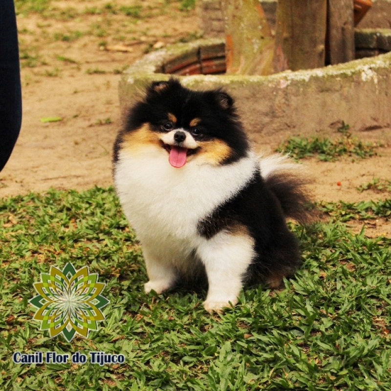 Onde Tem Lulu da Pomerânia Cor Preta Ipatinga - Lulu da Pomerânia Preto Macho