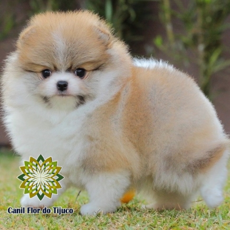 Onde Tem Lulu da Pomerania Filhote Anão Nova Andradina - Lulu da Pomerânia Filhote Branco