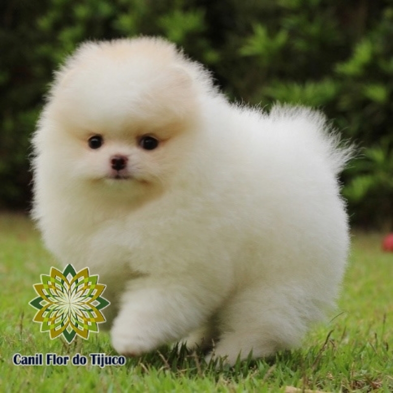 Onde Tem Lulu da Pomerânia Filhote Creme Campo Bom - Lulu da Pomerânia Filhote Mini