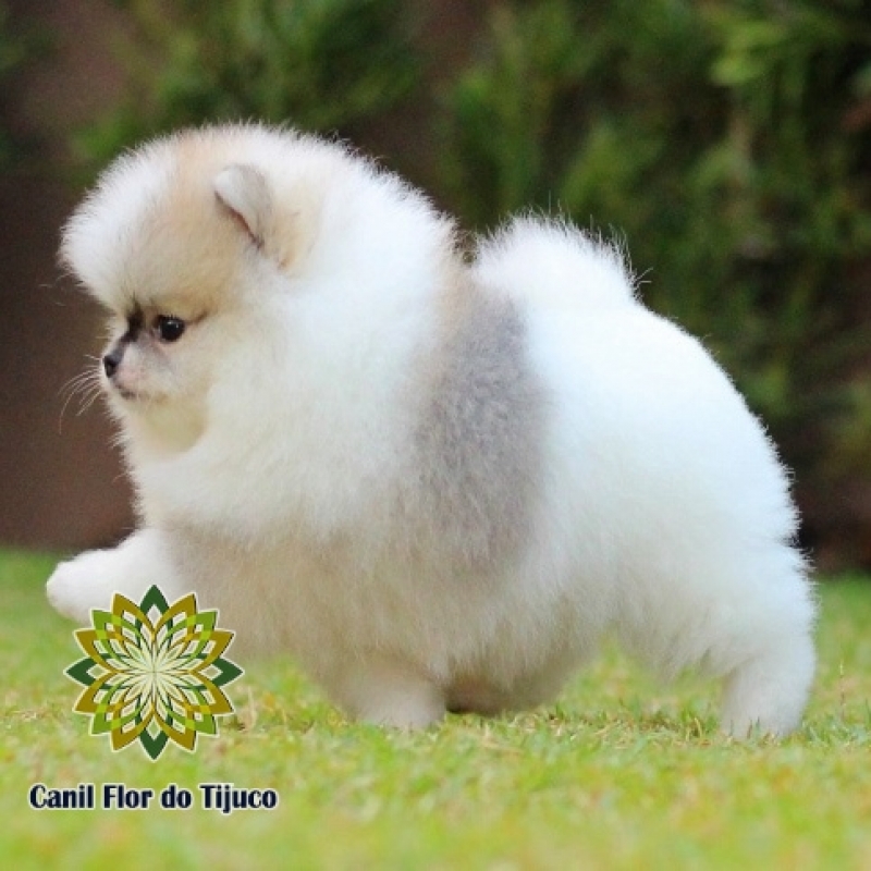 Onde Tem Lulu da Pomerânia Filhote Macho Campo Grande - Lulu da Pomerania Filhote Anão