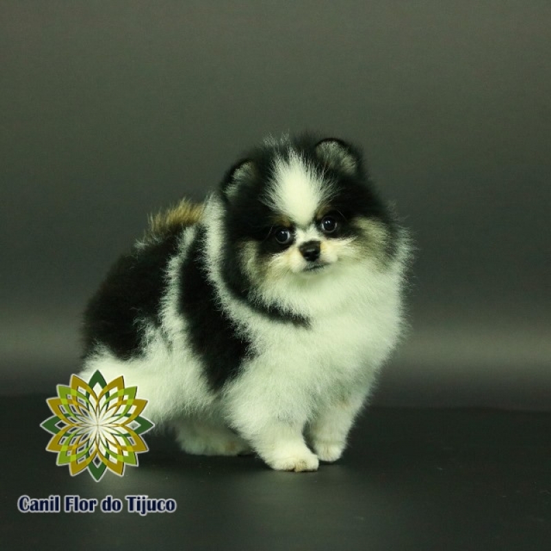 Onde Tem Lulu da Pomerânia Filhote Bagé - Lulu da Pomerânia Filhote Branco