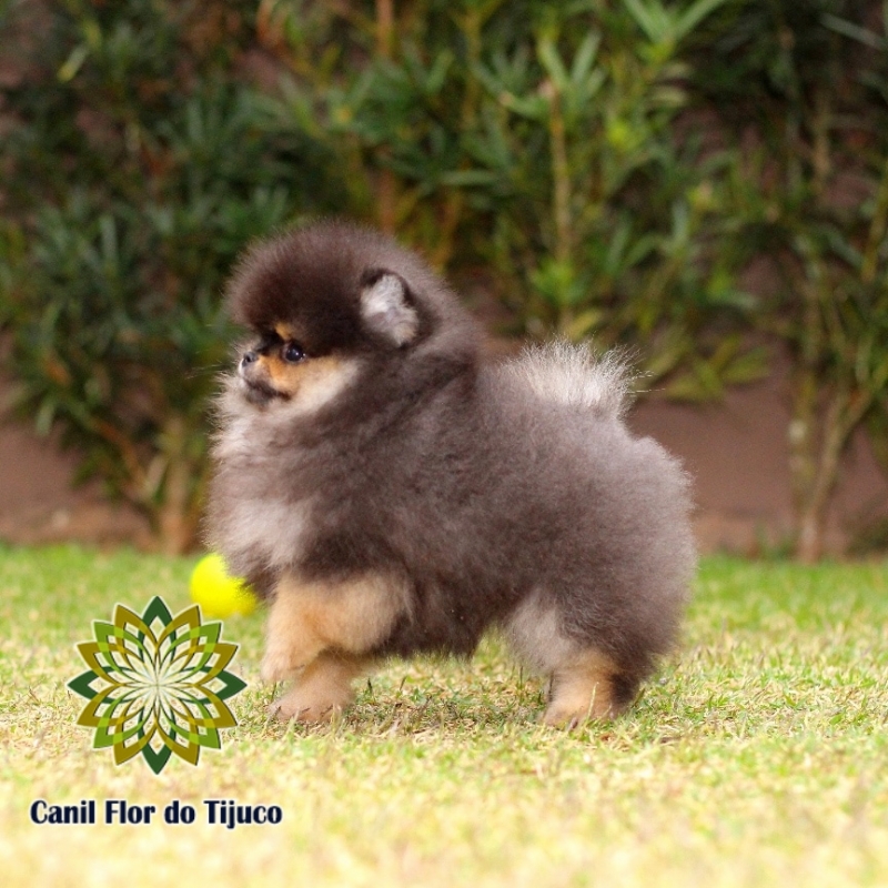 Onde Tem Lulu da Pomerânia Preto Filhote Jardim São Saveiro - Lulu da Pomerânia Cor Preta