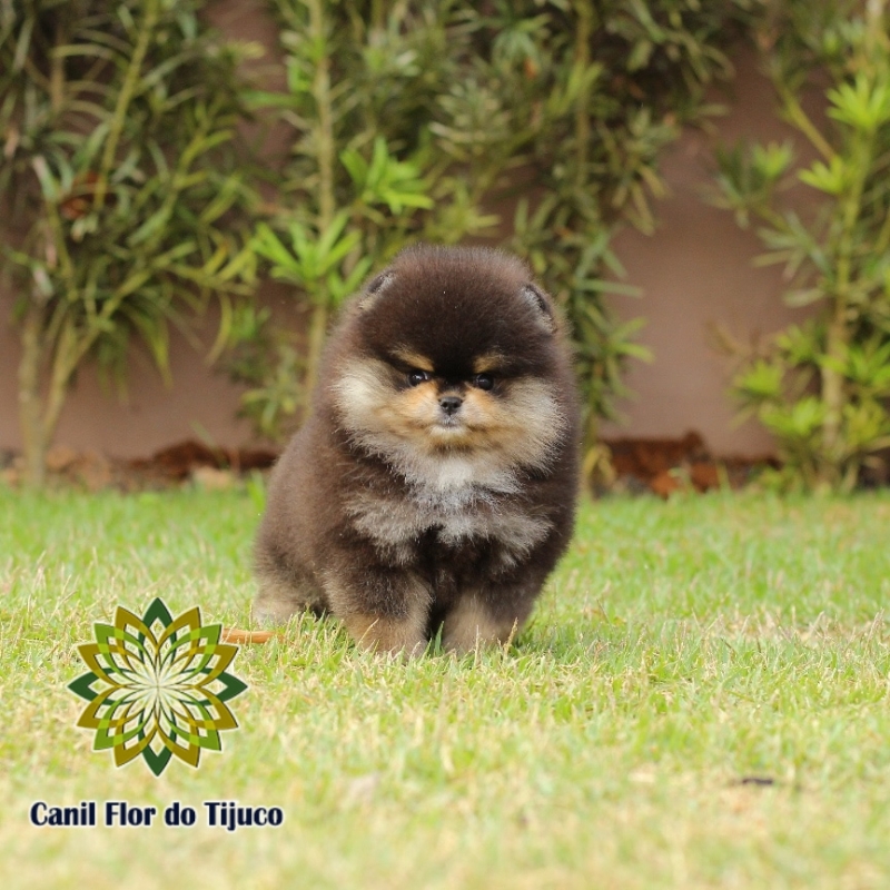 Onde Tem Lulu da Pomerânia Preto Macho Palmas - Lulu da Pomerânia Preto Micro