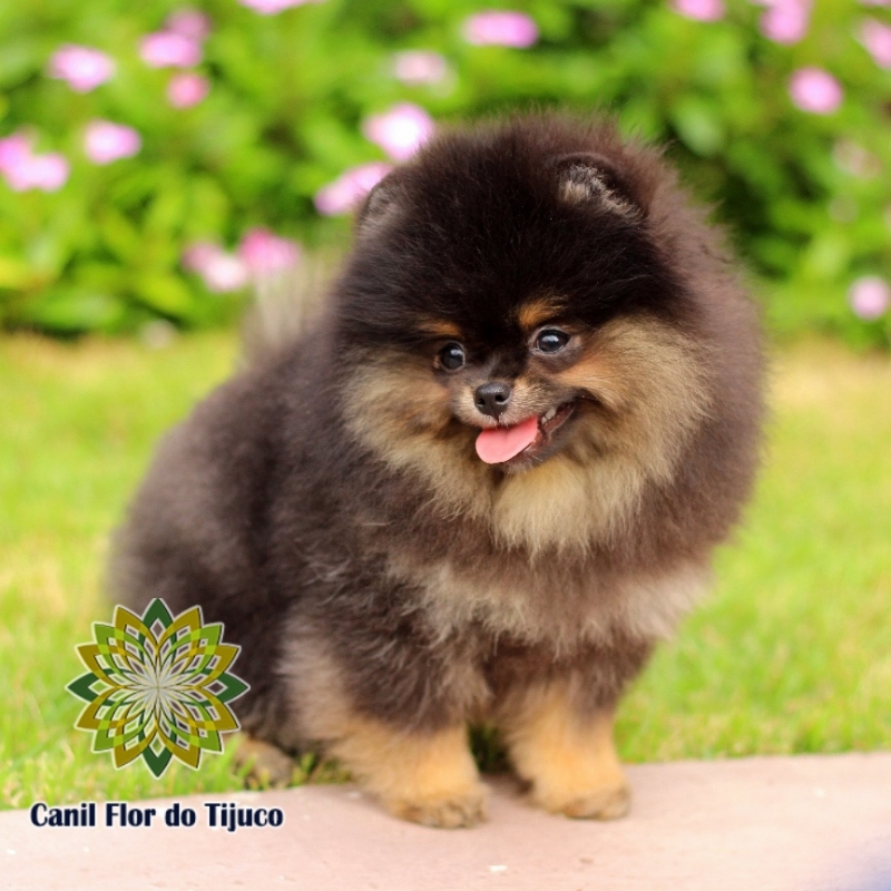 Onde Tem Lulu da Pomerânia Preto Micro Capela - Lulu da Pomerânia Cor Preta