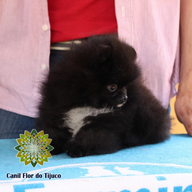 Onde Tem Lulu da Pomerânia Preto Mini São Borja - Lulu da Pomerânia Preto e Branco