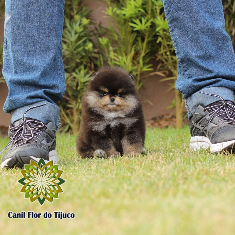 Onde Tem Lulu da Pomerânia Preto Campo Largo - Lulu da Pomerânia Preto e Branco